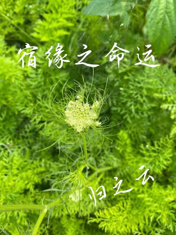 宿缘是什么意思